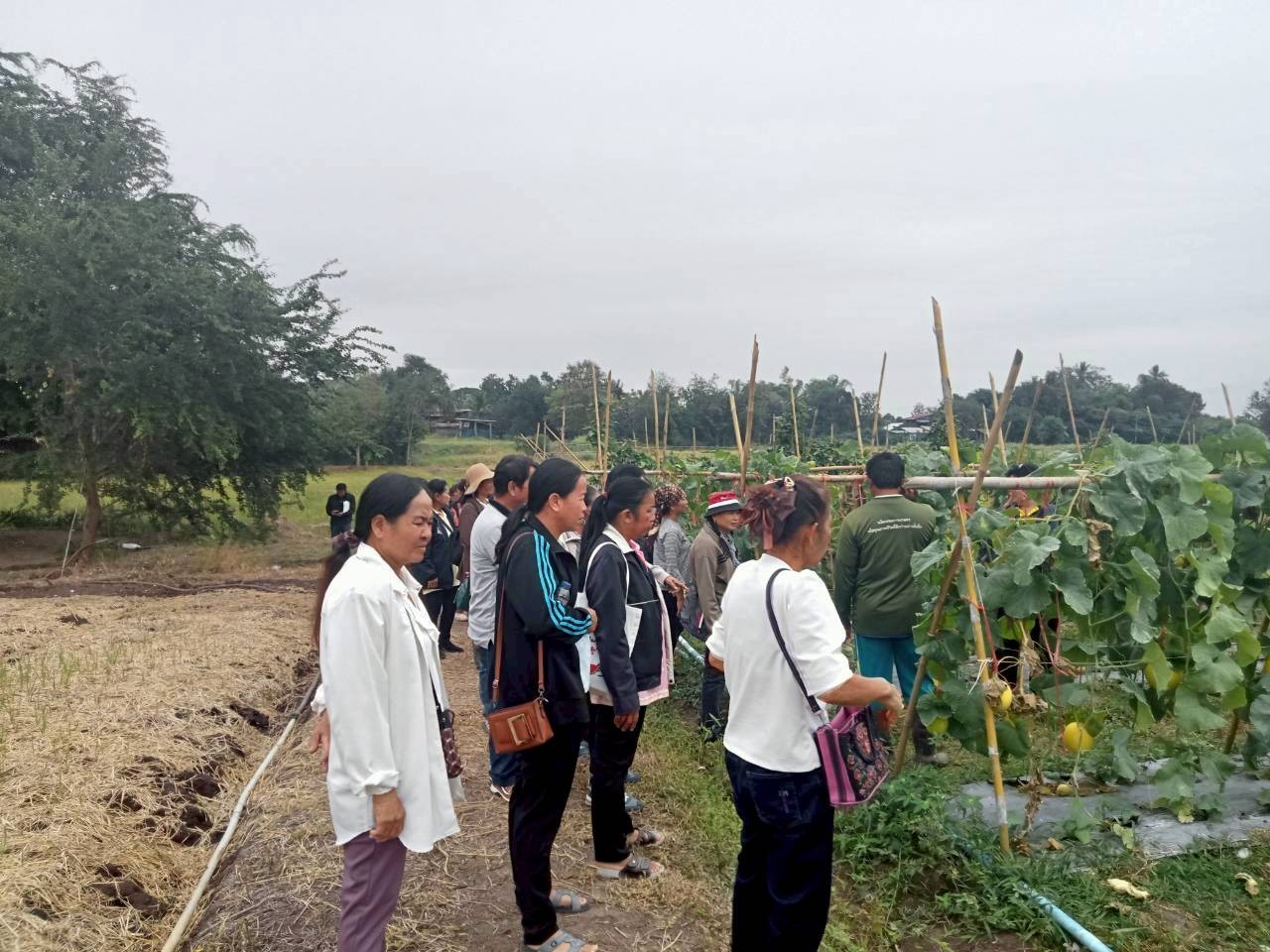 title - ส.ป.ก.พิษณุโลก จัดฝึกอบรมเกษตรกรภายใต้โครงการระบบส่งเสริมการเกษตรแบบแปลงใหญ่ในเขตปฏิรูปที่ดิน ปีงบประมาณ พ.ศ. 2569 หลักสูตร “การศึกษาดูงานเพื่อพัฒนาทักษะและแลกเปลี่ยนประสบการณ์ด้านการผลิตเมล็ดพันธุ์พืชผัก”